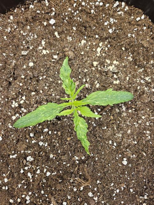 Big Bang Auto mutant. Week 2