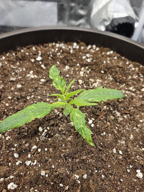 Big Bang Auto mutant. Week 2