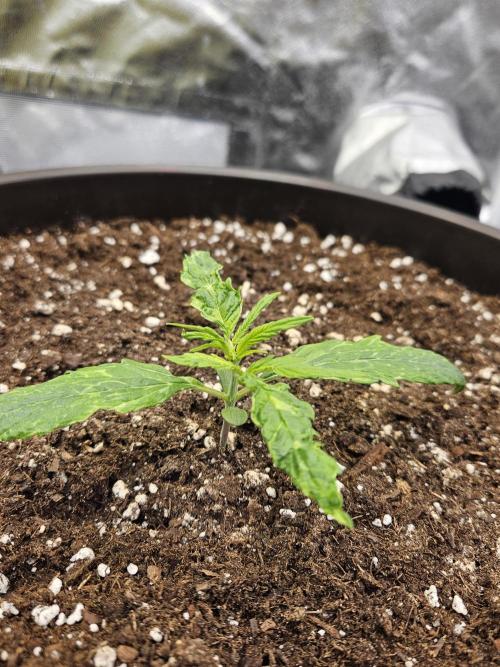 Big Bang Auto mutant. Week 2