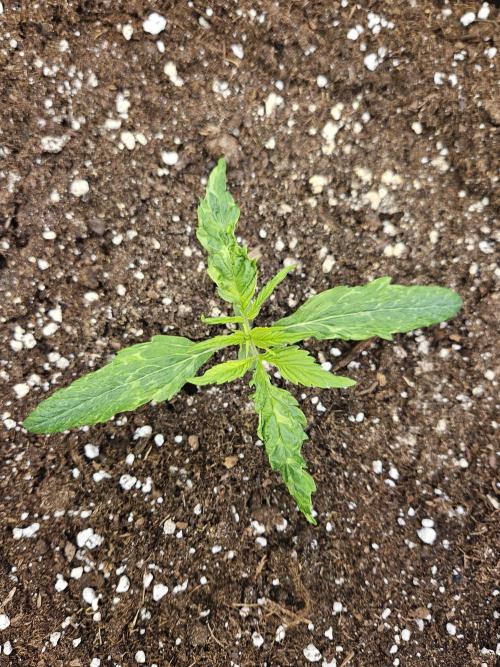 Big Bang Auto mutant. Week 2
