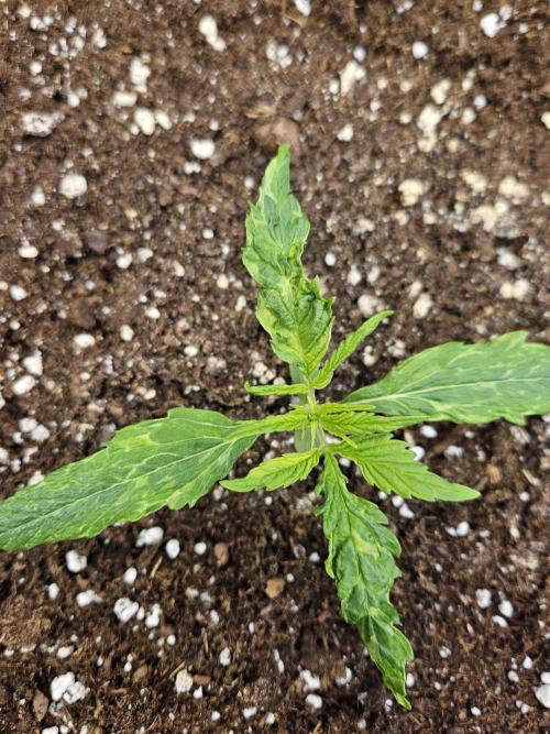 Big Bang Auto mutant. Week 2