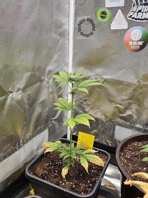 Fastberry Auto. Week 4