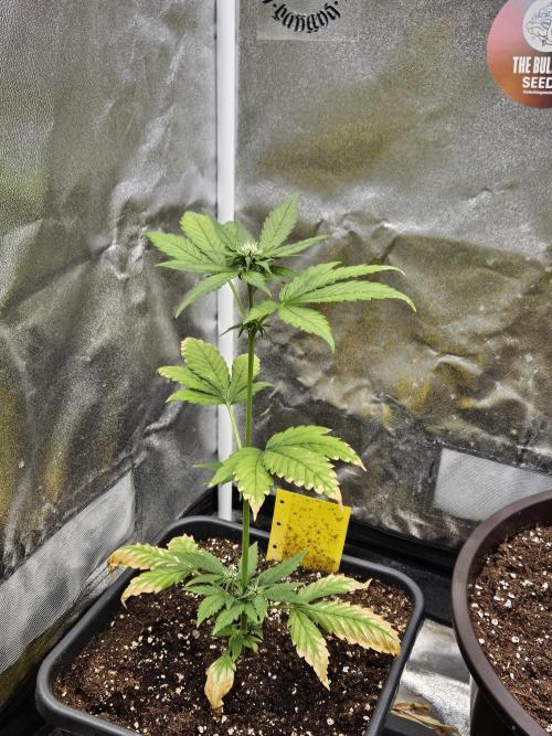 Fastberry Auto. Week 4