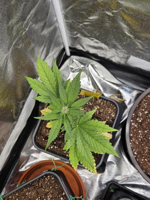 Fastberry Auto. Week 4
