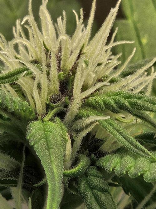 Fastberry Auto. Week 4