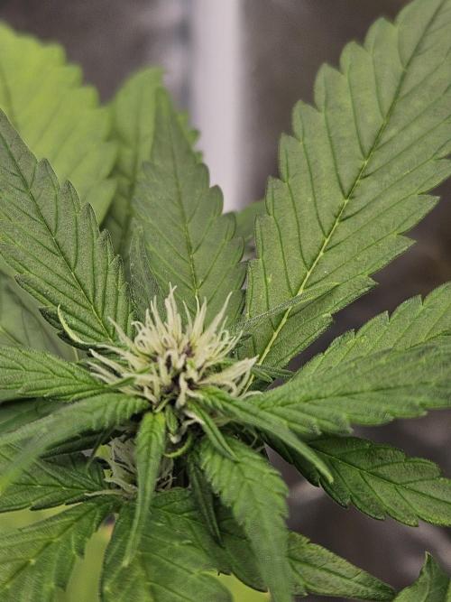 Fastberry Auto. Week 4