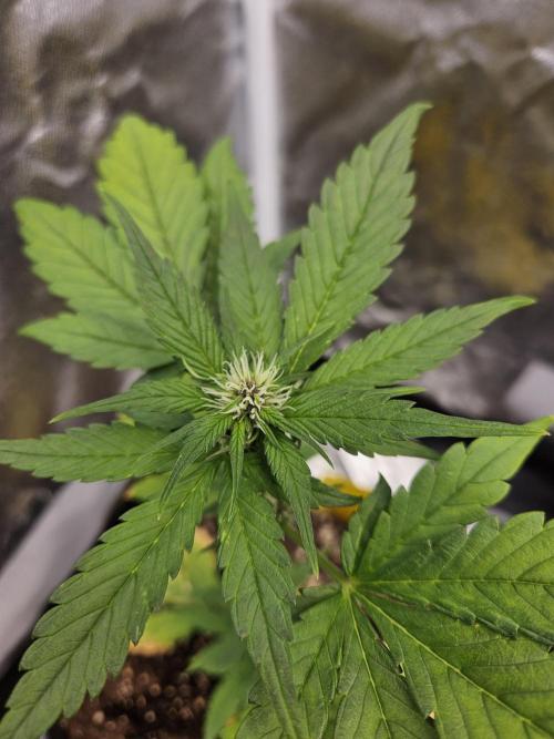 Fastberry Auto. Week 4