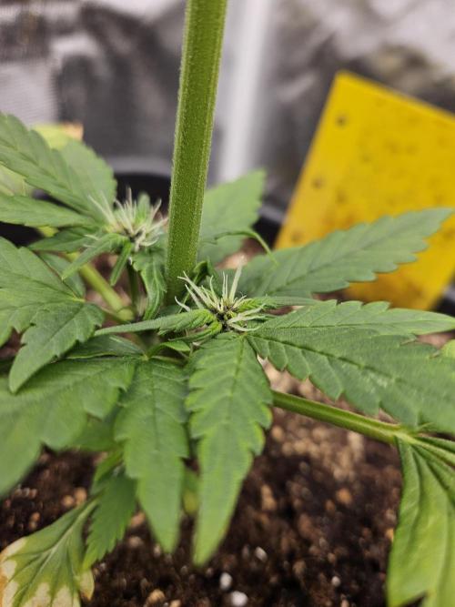 Fastberry Auto. Week 4