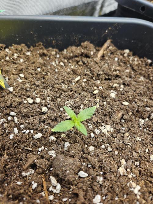 2. Big Bang Auto. Week 2