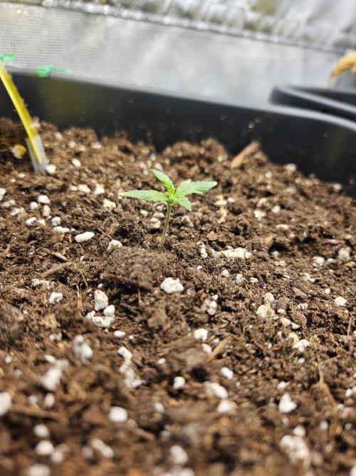 2. Big Bang Auto. Week 2