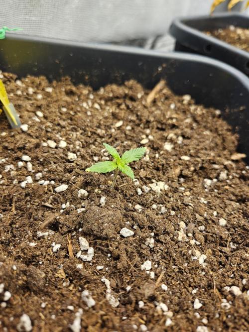 2. Big Bang Auto. Week 2