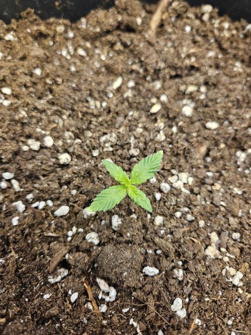 2. Big Bang Auto. Week 2