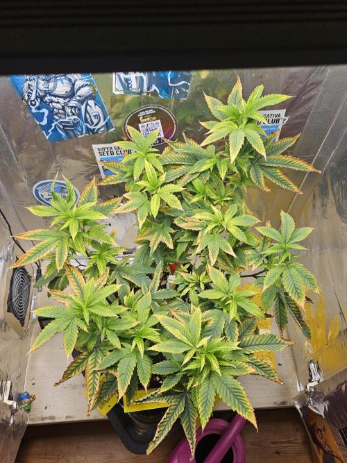 Cherry Limeade 2.. Week 14