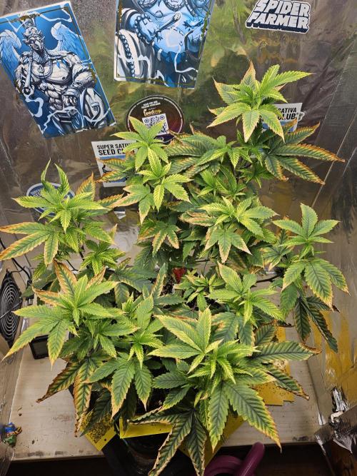 Cherry Limeade 2.. Week 14