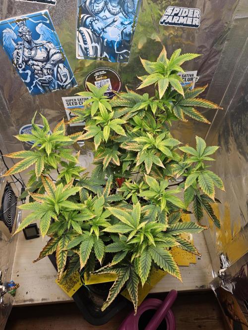 Cherry Limeade 2.. Week 14