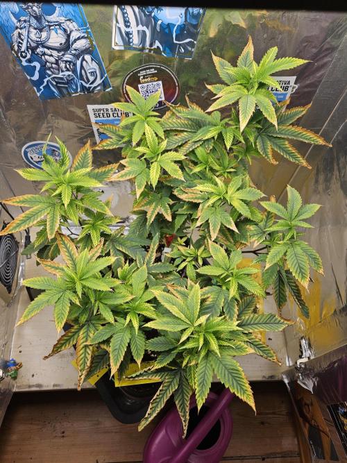 Cherry Limeade 2.. Week 14