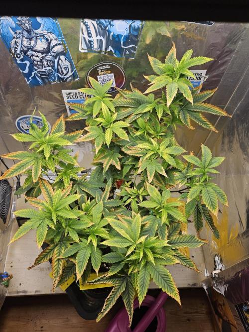 Cherry Limeade 2.. Week 14