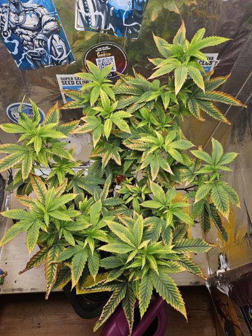 Cherry Limeade 2.. Week 14