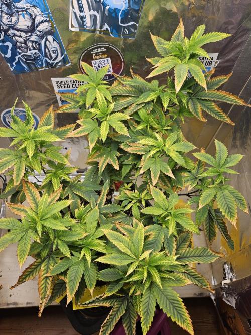 Cherry Limeade 2.. Week 14