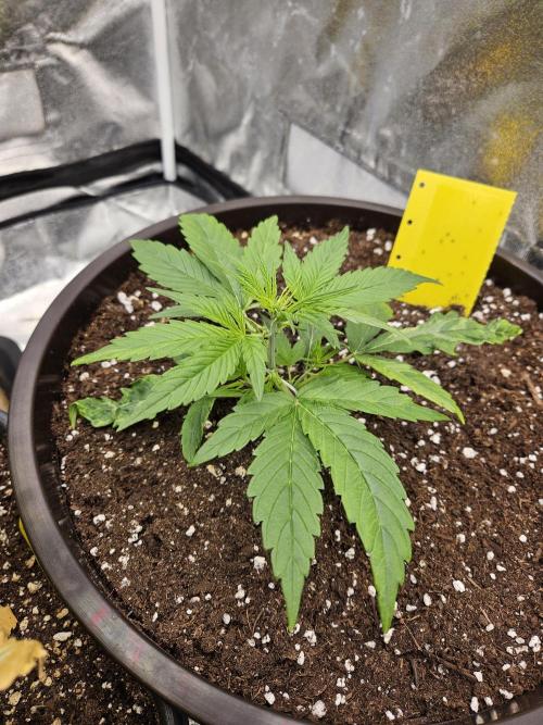 Big Bang Auto mutant. Week 3