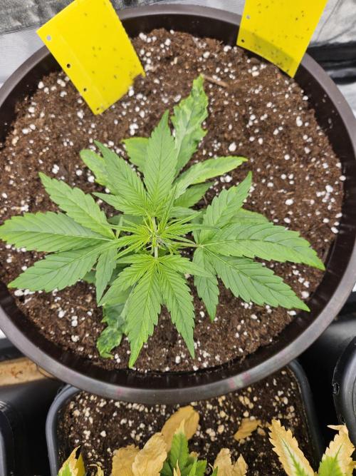 Big Bang Auto mutant. Week 3