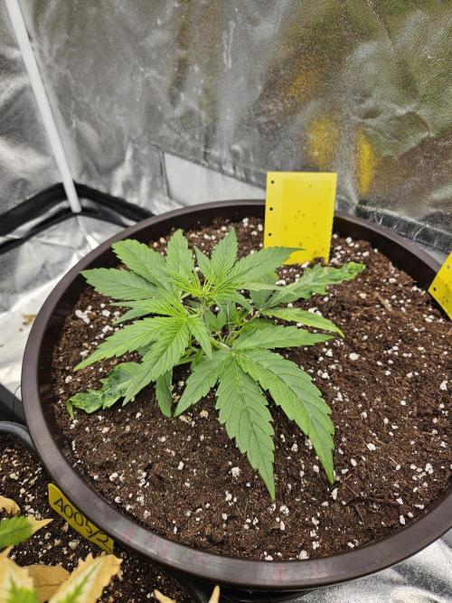 Big Bang Auto mutant. Week 3