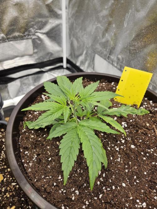 Big Bang Auto mutant. Week 3