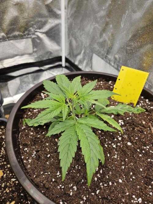Big Bang Auto mutant. Week 3
