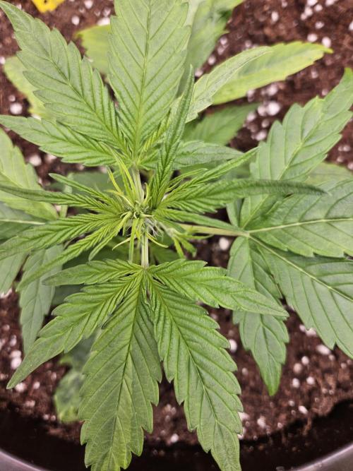 Big Bang Auto mutant. Week 3