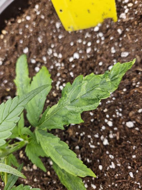 Big Bang Auto mutant. Week 3