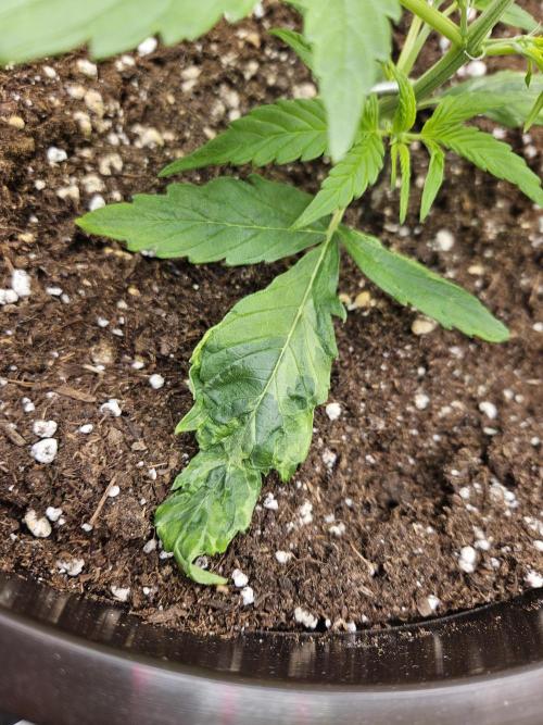 Big Bang Auto mutant. Week 3