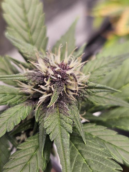 Fastberry Auto. Week 5