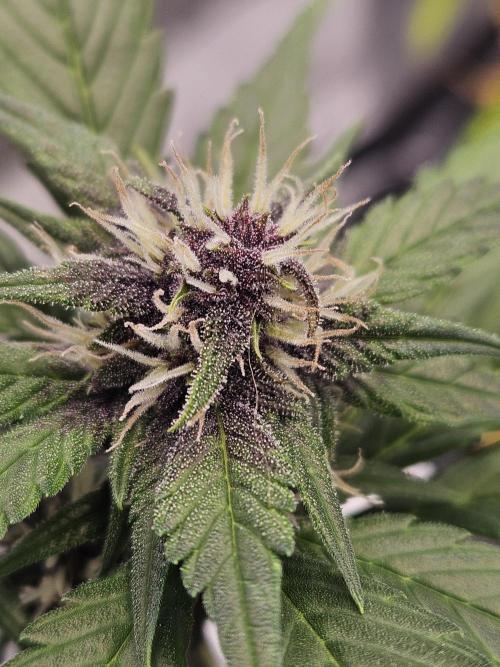 Fastberry Auto. Week 5
