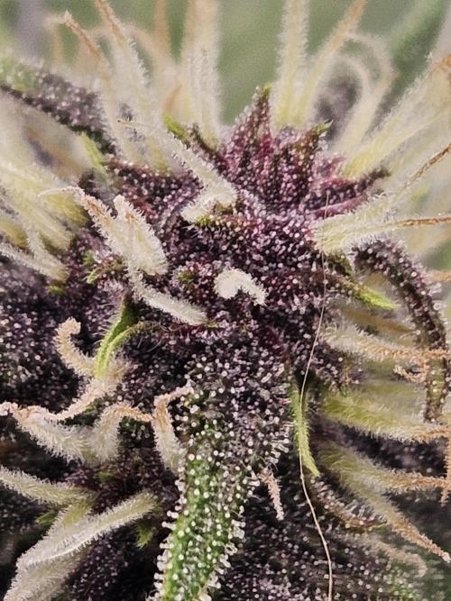Fastberry Auto. Week 5