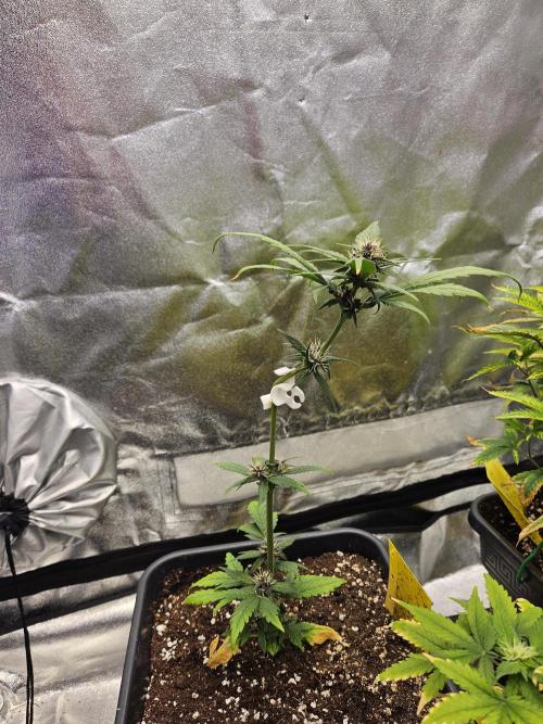 Fastberry Auto. Week 5