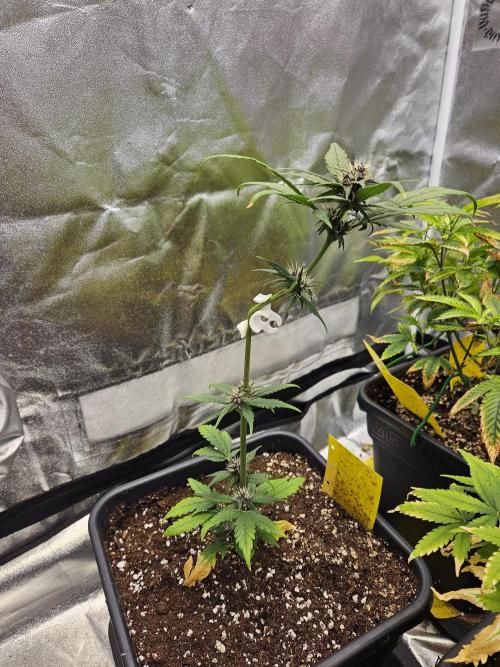 Fastberry Auto. Week 5
