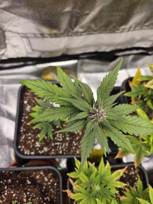 Fastberry Auto. Week 5