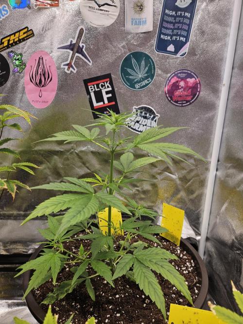 Big Bang Auto mutant. Week 4