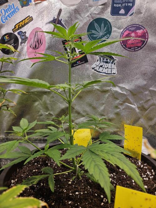 Big Bang Auto mutant. Week 4
