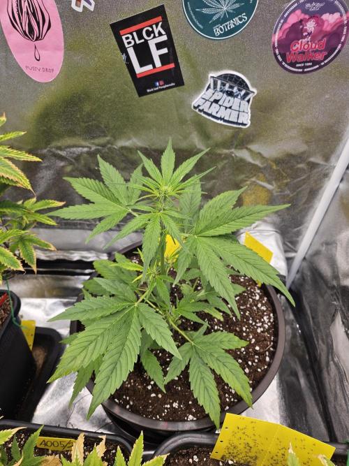 Big Bang Auto mutant. Week 4