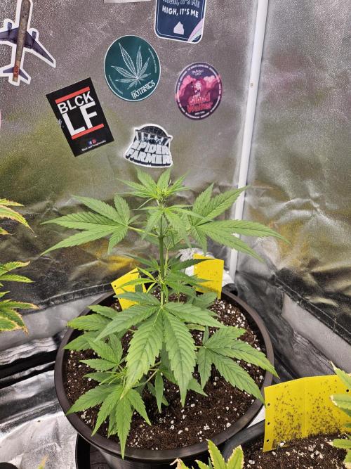 Big Bang Auto mutant. Week 4