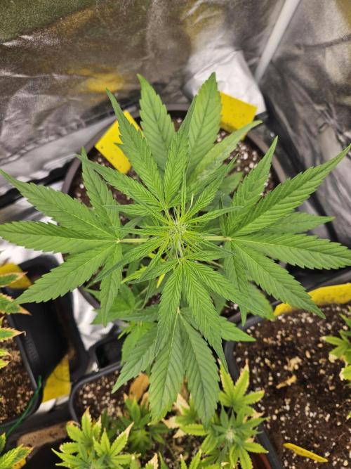 Big Bang Auto mutant. Week 4