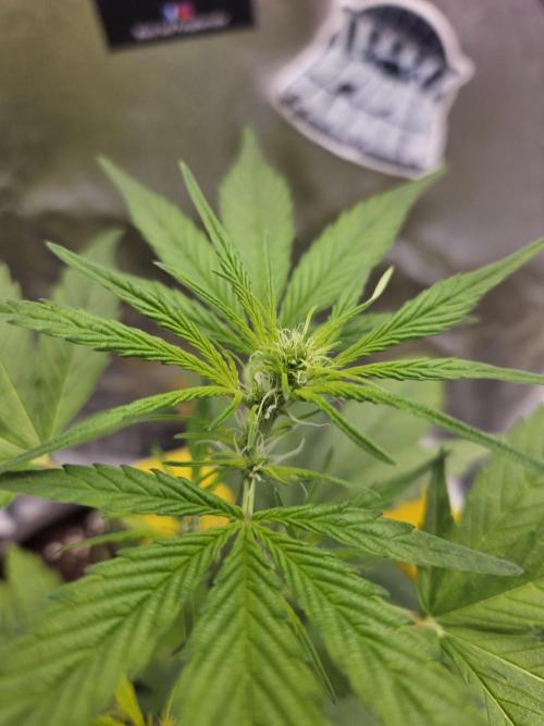 Big Bang Auto mutant. Week 4