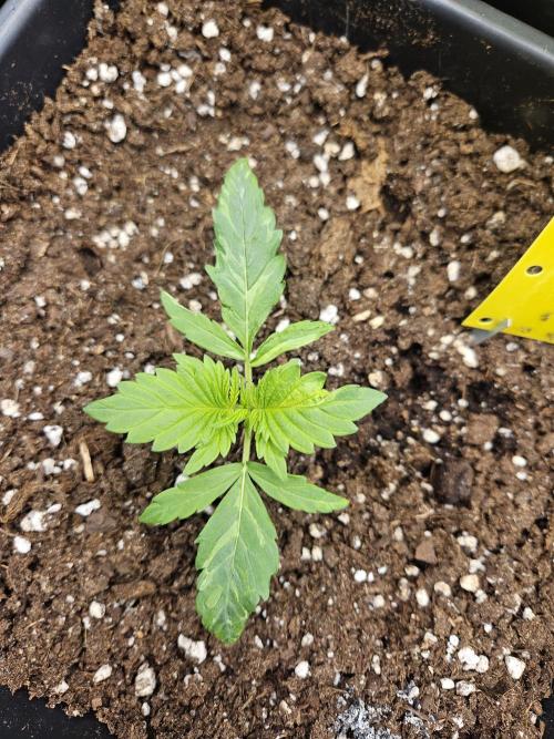 2. Big Bang Auto. Week 3