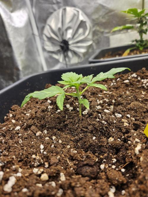 2. Big Bang Auto. Week 3