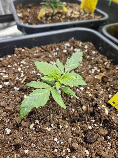 2. Big Bang Auto. Week 3