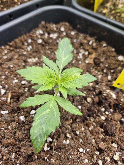 2. Big Bang Auto. Week 3