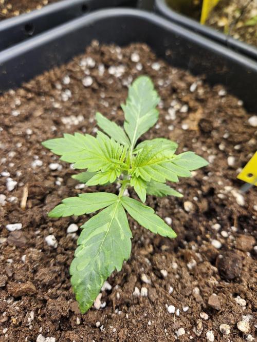 2. Big Bang Auto. Week 3