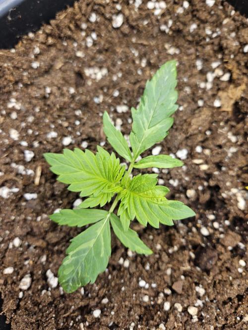 2. Big Bang Auto. Week 3