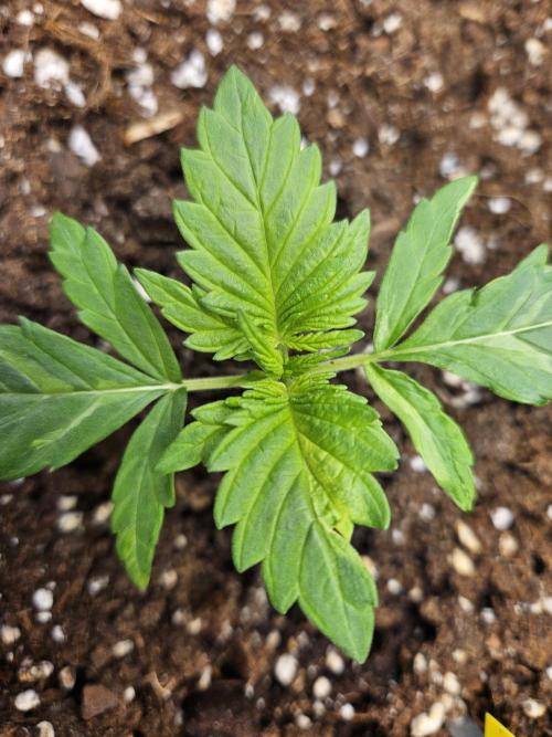 2. Big Bang Auto. Week 3